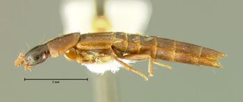 Media type: image;   Entomology 31927 Aspect: habitus lateral view